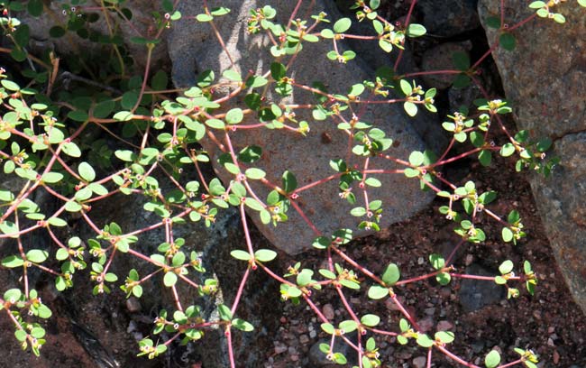 Chamaesyce arizonica, Arizona Sandmat, Southwest Desert Flora